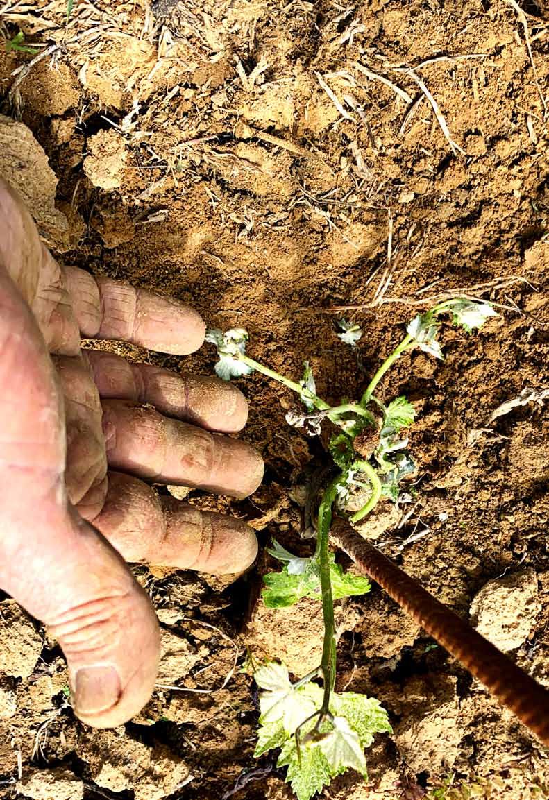 Plate II &mdash; A young vine in the Lari soil